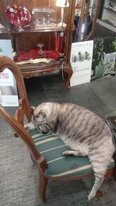 Erboristeria Mességué - Caffètteria ,Tisaneria ,pinseria