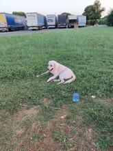 ALBOREA Casilina Interna