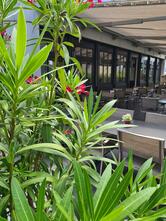 Restaurant Goldener Hahn