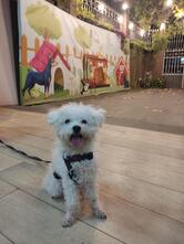 Pé de Picolé - Jd. Cuiabá