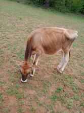 SS beef centre Santhaipettai, Tiruchirappalli
