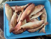 Fishuu Kadai - Fresh Fish Shop