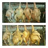 Arun chicken centre, imphal west