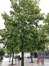 Barrel - Luino Tap Room