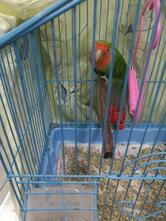 بيتزا سبايسي