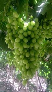 Guarav Restaurant and Bar