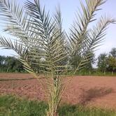 Raju Omelette Center