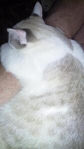 Grand Cafe Калибри