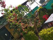 Hotel Labela Garden Nachankheda