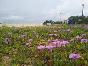 Capcicum Seafood And Grills Family Restaurant