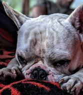 Baba's Homestay & cafe