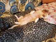 Bar Marsa Alam Pizza Kebab