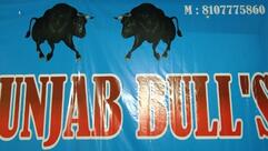 Punjab bulls