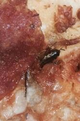 O Fornês Pizzaria Joinville