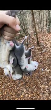 Bar kocka Pauman Boštjan s.p.