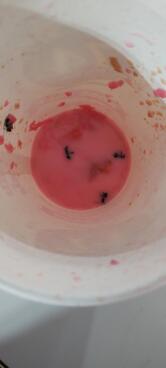 rajahmundry rosemilk since 1950 - HEADBRANCH