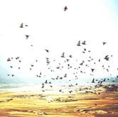 NEW MOON PERADISE RESORT