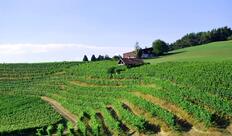 Bitterli-Gerster Weinbau