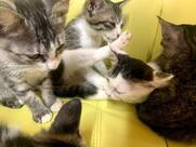 保護ねこカフェ ねこ屋 江戸橋店