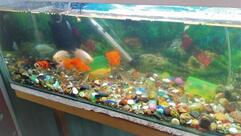 SEA HORSE FAMILY RESTAURANT & BAR