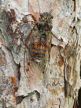 Restaurant & Cocktail bar Pharos