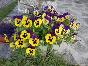 Bar-paninoteca Naani