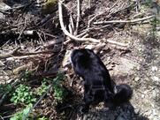 Mountain Network Ardennen