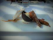 Ristorante del Village Cit BiSport