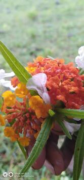 Pawan Bhojnalaya and Family Restaurant