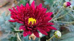 Shriman Sweets and Chat Bhandar