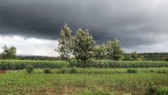 Krushnpingaksh Premium Lawns