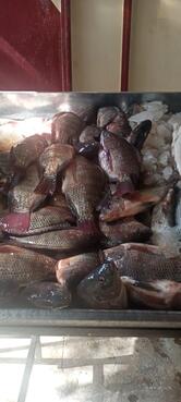 اسماك ناجي الدحدوح واولاده