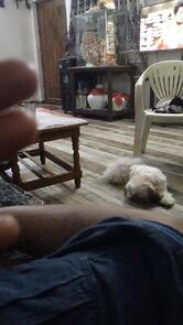 shri Sai Amrutlya and Mr Rollwala