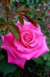 Bikaner Sweet & Namkeen