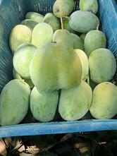 Baharana Sweets And Namkeen