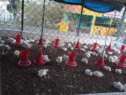 Saravana Mooligai Chicken