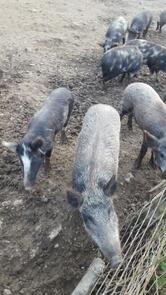 L'Isoletta Azienda Agrituristica Venatoria