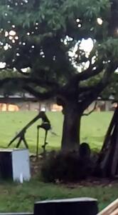 Pedro Dorighello & Filhos