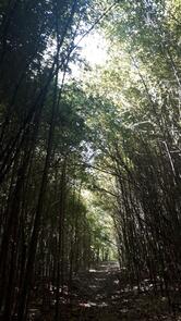 Lanchonete Do Chiquinho