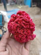 Cafe Jiya Family Restaurant