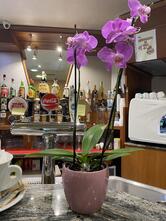 IQOS PARTNER - Bar Da Vinci, Lainate