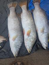 Fish Fry And Hotel KDAS