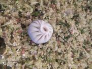 Maa momos shop pure veg chef Raju