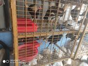 Satyam Non-Veg Center