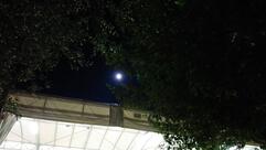 Caffe Matteotti Sas Di Pinto Federica & C.