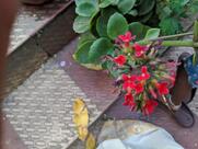 Lotus hotel & restaurant