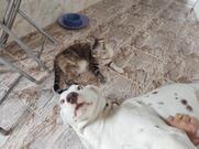 Camarote do Blindão