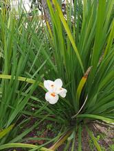 Pilar Grill Sushi Bar