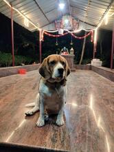 Visvanadhan.Sir.villa