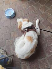 Handwerksbäckerei Strassmann AG